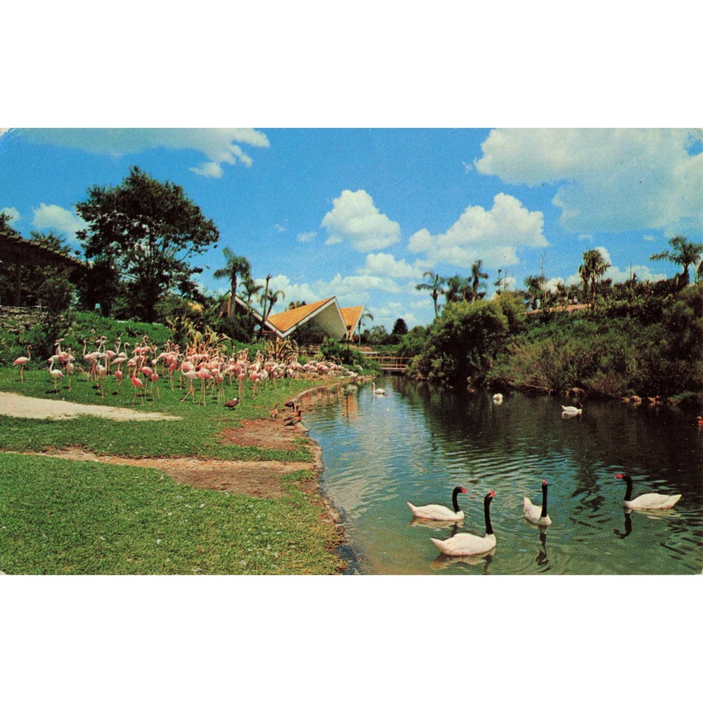 Vtg Busch Gardens Tampa Florida Flamingos Black-Necked Swans Postcard T-31